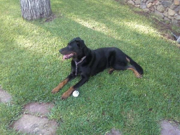 Beauceron bien plantao busca beaucerona para amistad o lo que surja