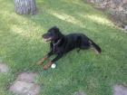 Beauceron bien plantao busca beaucerona para amistad o lo que surja - mejor precio | unprecio.es
