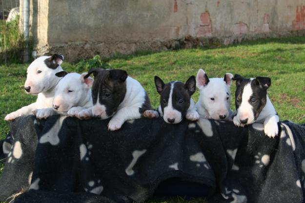 BULLTERRIER MINIATURA PRECIOSOS CACHORROS