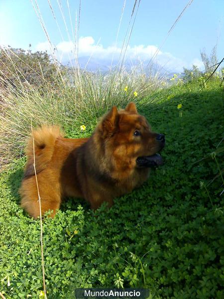 BUSCO CHOW CHOW  MACHO PARA MONTA