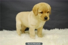 cachorretes de labrador, excelentese - mejor precio | unprecio.es