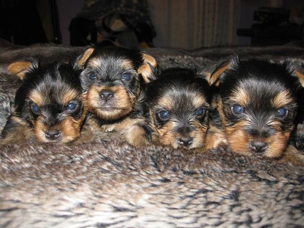 camada de 3 machos de yorkshire terrier