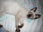Gatita siamesa en adopcion - mejor precio | unprecio.es