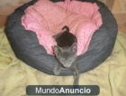 gatitos mezcla de azul ruso todo un regalo 680 16 11 15 - mejor precio | unprecio.es