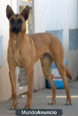 Havivi, de cachorro lo dejaron en mitad de un parque y ha crecido en una jaula.