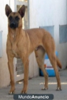 Havivi, de cachorro lo dejaron en mitad de un parque y ha crecido en una jaula. - mejor precio | unprecio.es