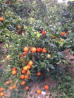 Naranjas y mandarinas de Valencia y económicas - mejor precio | unprecio.es