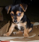 Perrita de 2 meses (agosto) cruce yorkshire - mejor precio | unprecio.es