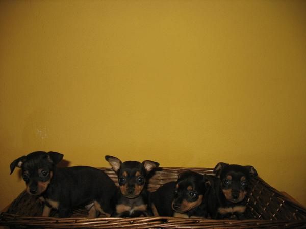 PINSCHER MINI 260