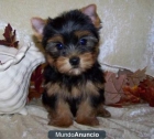 REGALO MINI YORKSHIRE TERRIER YORKIE CON PEDIGREE - mejor precio | unprecio.es