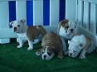 tu bulldog ingles ¡ impresionante camada ! - mejor precio | unprecio.es