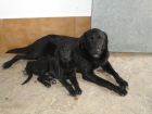 Vendo cachorros Labrador Retriever de 3 meses 150euros - mejor precio | unprecio.es