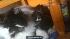 Vendo gatitos persas - mejor precio | unprecio.es