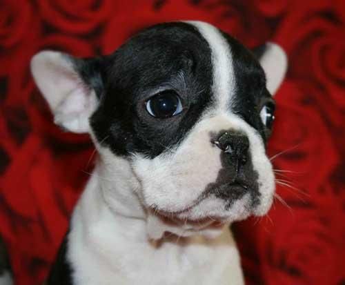 vendo hembra adulta de frances