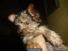 vendo yorkshires - mejor precio | unprecio.es