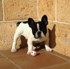 Bulldog frances de 1año - mejor precio | unprecio.es