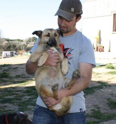 Cleo, pastor alemán en adopción