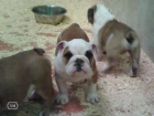 Bulldog ingles descendientes de Campeón de los padres - mejor precio | unprecio.es