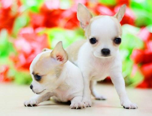 cachorros chihuahua barcelona 480€