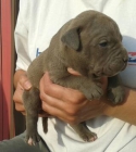 cachorros pitbull blue - mejor precio | unprecio.es