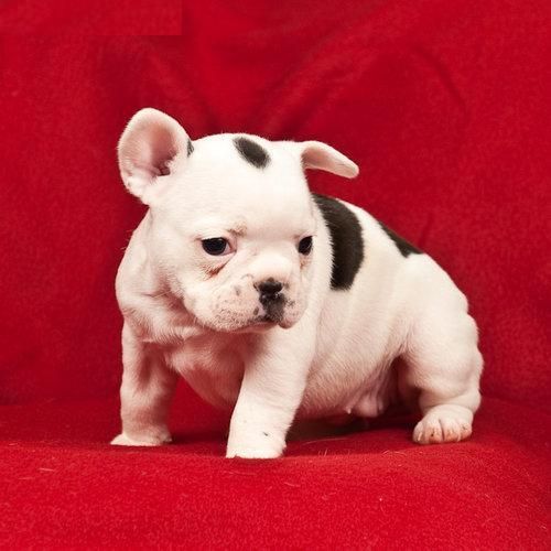 Camada Bulldog Frances con pedigri (LOE)