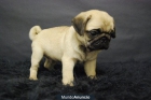 Carlino cachorros en venta de dos meses, excelente calidad,, somos criadores, buscamos siempre la mejor linea, MUY COMPE - mejor precio | unprecio.es