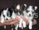 Chihuahua cachorros adorables   130