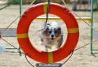 Educador Canino en Totana - mejor precio | unprecio.es