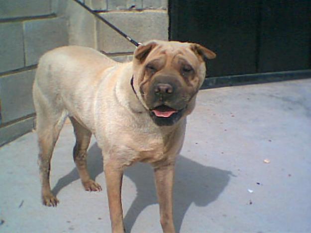 hembra shar pei casi regalada