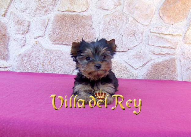 hembra Yorkshire de 3 meses