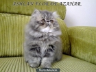 PRECIOSO GATITO PERSA - mejor precio | unprecio.es