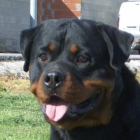 rottweiler de exposicion - mejor precio | unprecio.es