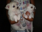 2 chiguaguas blancos - mejor precio | unprecio.es