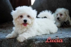 Bichon maltes, unos cachorros maravillosos - mejor precio | unprecio.es