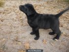 Cachorros de labrador amarillos y negros de exc pedigree. - mejor precio | unprecio.es