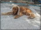 regalo cocker spaniel ingles con pedigree - mejor precio | unprecio.es