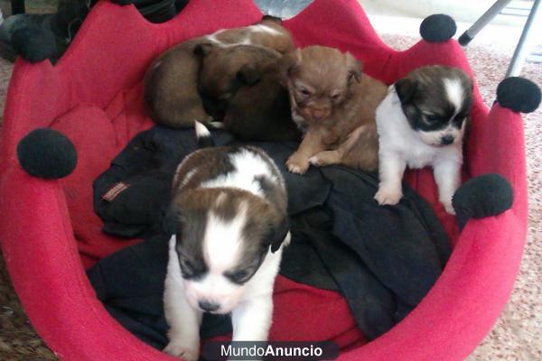Se regalan cachorritos de raza pequeña