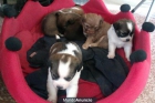 Se regalan cachorritos de raza pequeña - mejor precio | unprecio.es