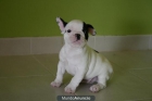 SE VENDEN BULLDOG FRANCES VACUNADOS - mejor precio | unprecio.es