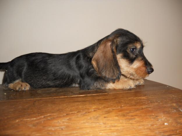 ultima cachorra de teckelcon pedigree LOE