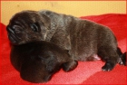 Vendo bulldog frances - mejor precio | unprecio.es