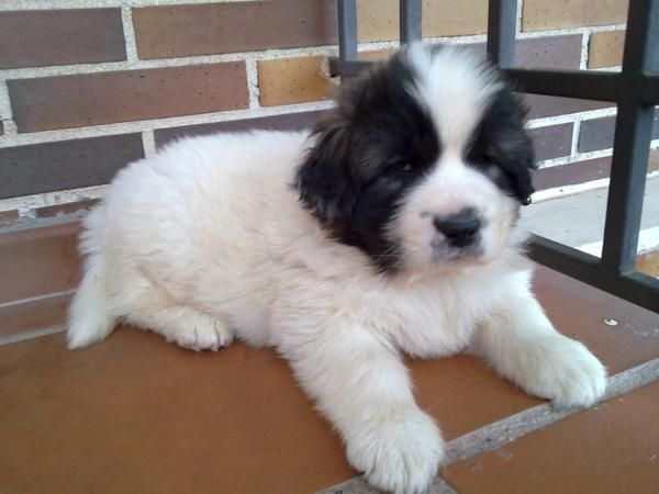 VENDO CACHORRO DE MASTIN DEL PIRINEO CON PEDIGREE