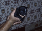 venta camada de bulldog frances - mejor precio | unprecio.es