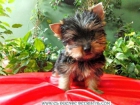 Yorkshire Miniatura! Auténtico mini-yorkie! - mejor precio | unprecio.es