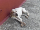 ALFI, Pointer abandonado en unas condiciones lamentables - mejor precio | unprecio.es