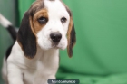 BEAGLE cachorros en CADELLS.CAT: Nurserie Canina con Garantía Veterinaria, perros, criadero, venta. - mejor precio | unprecio.es