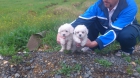 bichon maltes - mejor precio | unprecio.es