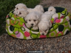 Bichon maltes, pequeños cachorros en venta  - Barcelona - mejor precio | unprecio.es