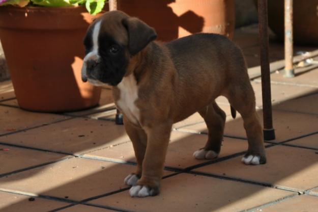 Boxer da Bugalleira