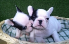 BULLDOG FRANCES,390€ - mejor precio | unprecio.es